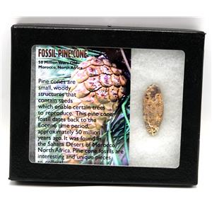 Pine Cone Fossil w/ Display Box 16778
