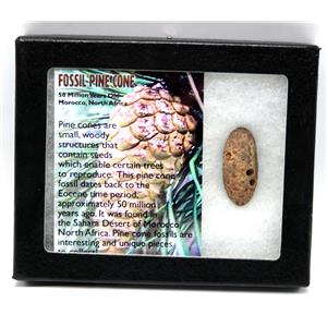 Pine Cone Fossil w/ Display Box 16779