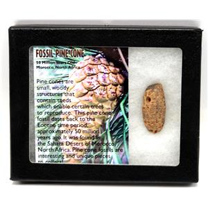 Pine Cone Fossil w/ Display Box & COA 16780