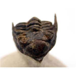 Metacanthina Trilobite Fossil Morocco 16798