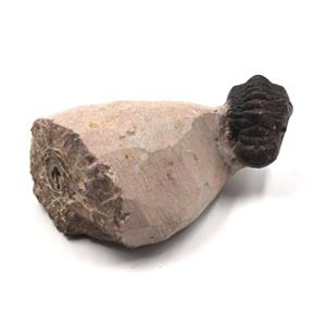 Crotalocephalus Trilobite Fossil Morocco 16804