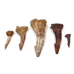 Onchopristis Tooth Fossil Lot of 5 Teeth 16841