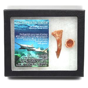 Onchopristis Sawfish Vertebra & Tooth Fossil 16850