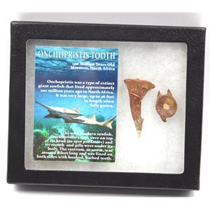 Onchopristis Sawfish Vertebra & Tooth Fossil 16858