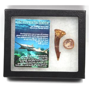 Onchopristis Sawfish Vertebra & Tooth Fossil 16865