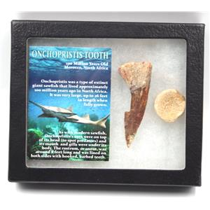 Onchopristis Sawfish Vertebra & Tooth Fossil 16867
