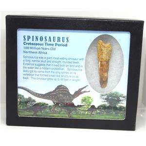 SPINOSAURUS Dinosaur Tooth Fossil 2.239 inch w/ Info Card 16924