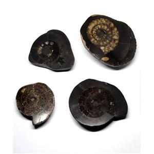 Dactylioceras Ammonite Fossil (Lot of 4) Jurassic England 16968