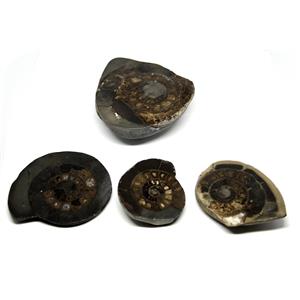 Dactylioceras Ammonite Fossil (Lot of 4) Jurassic England 16970