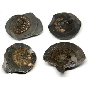 Dactylioceras (Lot of 4) Jurassic Ammonite Fossil 16973
