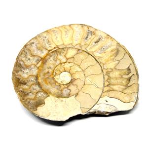 Fossil Limestone Ammonite Jurassic Time Period Item #16991