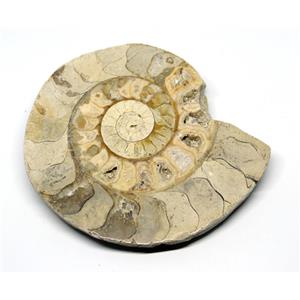 Limestone Ammonite Fossil Jurassic Great Britain 16993