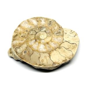 Limestone Ammonite Fossil Jurassic Great Britain 16994