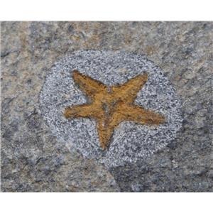 Starfish Fossil Ordovician 450 Million Years Ago Morocco #17022 16o