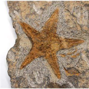 Starfish Fossil Ordovician 450 Million Years Ago Morocco #17023 23oz