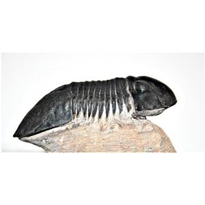 Trilobite Paralejurus Fossil 12808