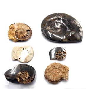 Ammonite, Nautilus & Goniatite Fossil Lot (6 pieces) -17028