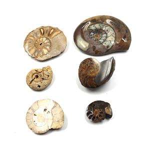 Lot of Fossils Goniatite, Ammonite, Nautilus (6 pieces) 17030