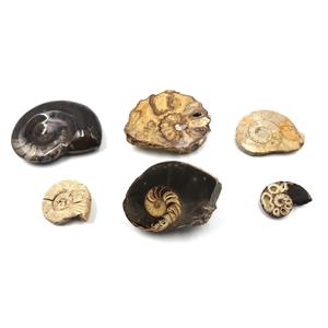 Ammonite, Nautilus & Goniatite Fossil Lot (6 pieces) #17039 51o