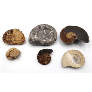 Ammonite, Nautilus & Goniatite Fossil Lot (6 pieces) -17041