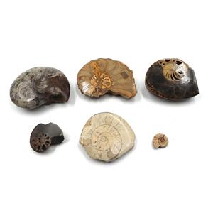 Ammonite, Nautilus & Goniatite Fossil Lot (6 pieces) #17044 37o