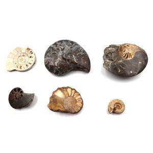 Ammonite, Nautilus & Goniatite Fossil Lot (6 pieces) #17047 33o