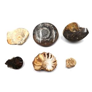 Ammonite, Nautilus & Goniatite Fossil Lot (6 pieces) #17048 34o