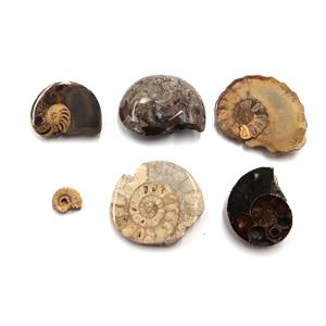 Ammonite, Nautilus & Goniatite Fossil Lot (6 pieces) #17059 23o