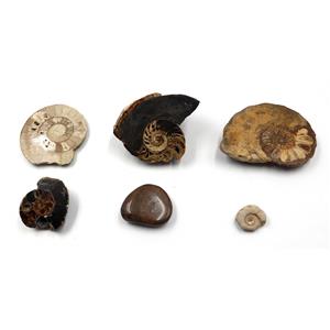 Ammonite, Nautilus & Goniatite Fossil Lot (6 pieces) -17060