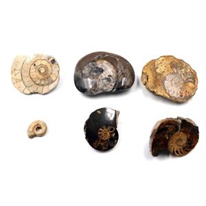 Ammonite, Nautilus & Goniatite Fossil Lot 17061