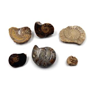 Ammonite, Nautilus & Goniatite Fossil Lot (6 pieces) -17063