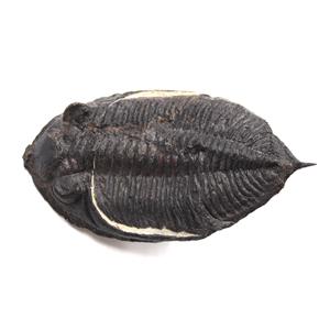 Odontochile Trilobite Fossil Morocco 17067