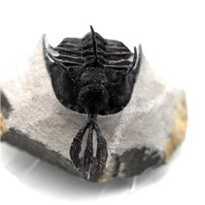 Walliserops Trifurcatus Trilobite Fossil Morocco 17072