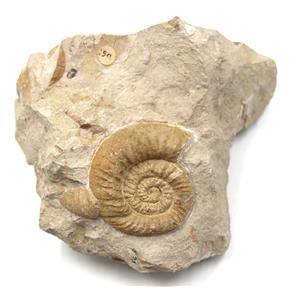 Perisphinctes Ammonite Fossil Jurassic 160 MYO Bavaria, West Germany #17161 29o