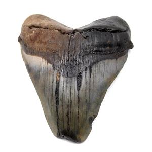 Megaladon Tooth Fossil Shark 4.917 inches -17169