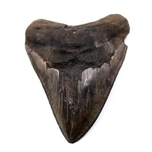 Megalodon Tooth Fossil Shark 4.545 inches -17170