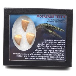 Mosasaur Dinosaur Teeth Fossil Lot of 3  17187