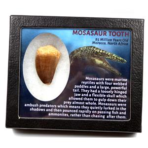 MOSASAUR Dinosaur Tooth Fossil 1.977 in w/ Info Card MDB #17198 15o