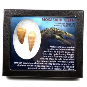 Mosasaur Dinosaur Teeth Fossil Lot of 2  17205