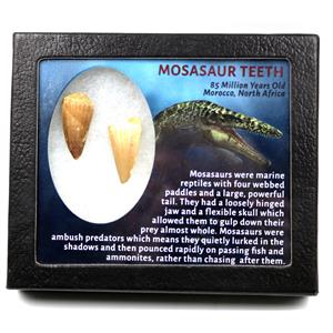 Mosasaur Dinosaur Teeth Fossil Lot of 2  17210