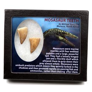 MOSASAUR Dinosaur Teeth Fossil Lot of 2 w/ Info Card MDB #17213 15o