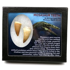 MOSASAUR Dinosaur Teeth Fossil Lot of 2 w/ Info Card MDB #17219 15o
