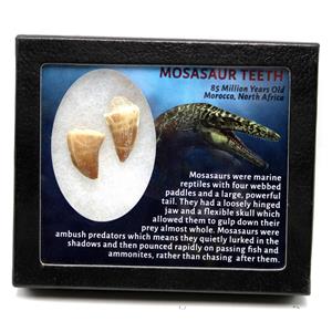 Mosasaur Dinosaur Teeth Fossil Lot of 2  17221