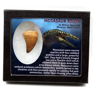 Mosasaur Dinosaur Tooth Fossil 1.714 inch 17231