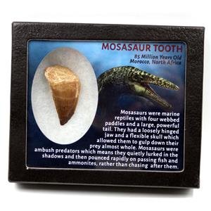 Mosasaur Dinosaur Tooth Fossil 1.632 inch 17232