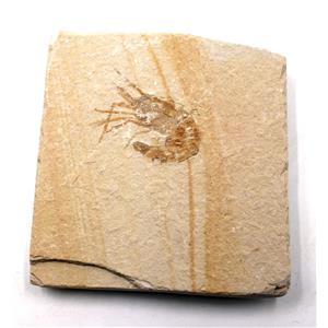 Carpopenaeus Genuine Fossil Shrimp Prawn 17243