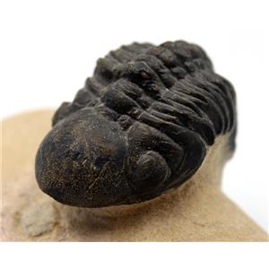 Trilobite Reedops Fossil Morocco 390 Million Years old 17260