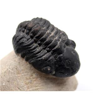 TRILOBITES Reedops Fossil Morocco 390 Million Years old w/ COA #17261 15o