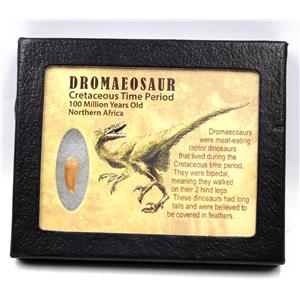 Dromeosaur Raptor Dinosaur Tooth Fossil .698 inch 17273