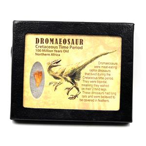 Dinosaur Dromeosaur Raptor Tooth Fossil .743 inch 17278